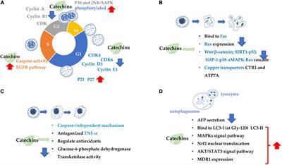 Anticarcinogenic potentials of tea catechins